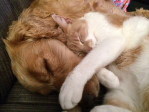 chien et chat
