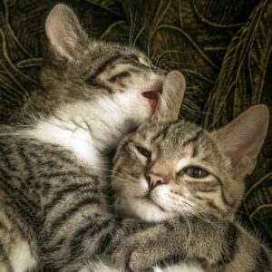 avoir deux chats à la maison