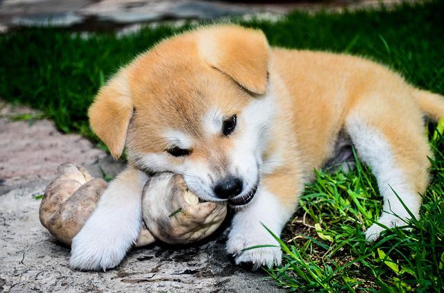 os pour chien