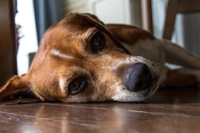 chien ennuis