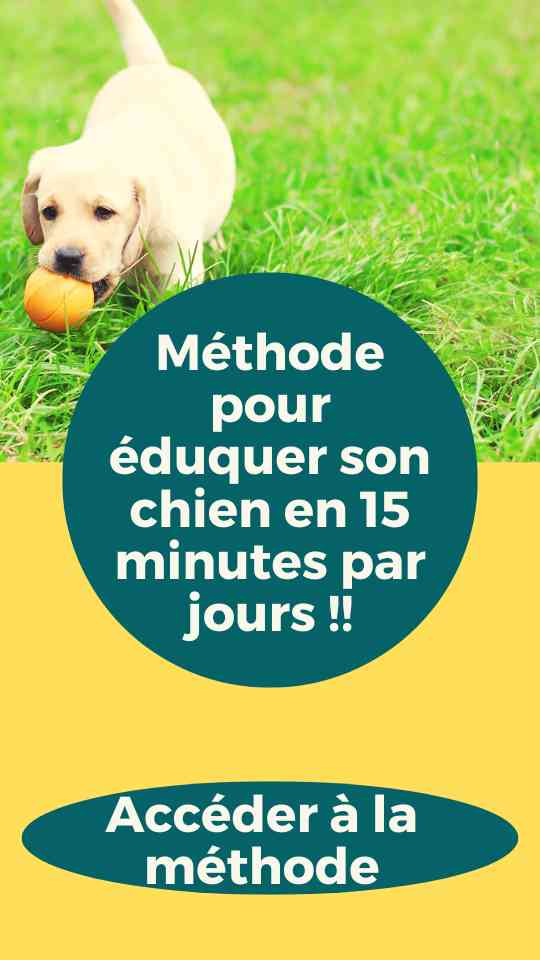 Éduquer un chien facilement