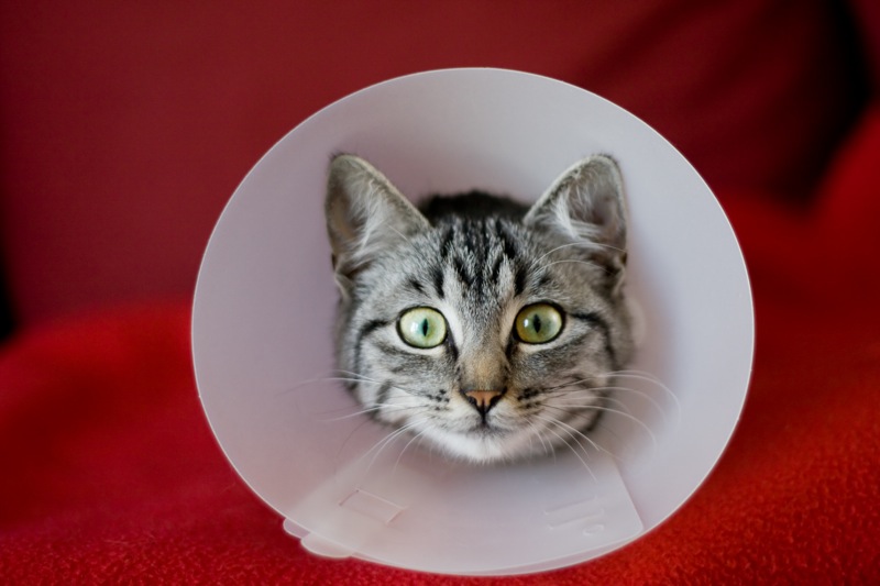 Quand faire stériliser mon chat